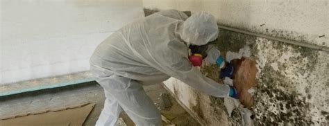 Mould And Asbestos Removal Ottawa Ottawa Eco Pro