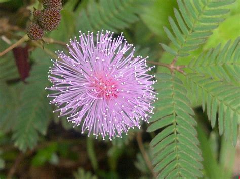 Fairy Garden Ideas Mimosa Pudica Is A Touch Sensitive Plant Activated