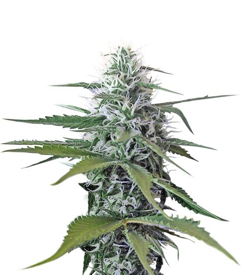 Cannabis Plant Png PNG Image Collection