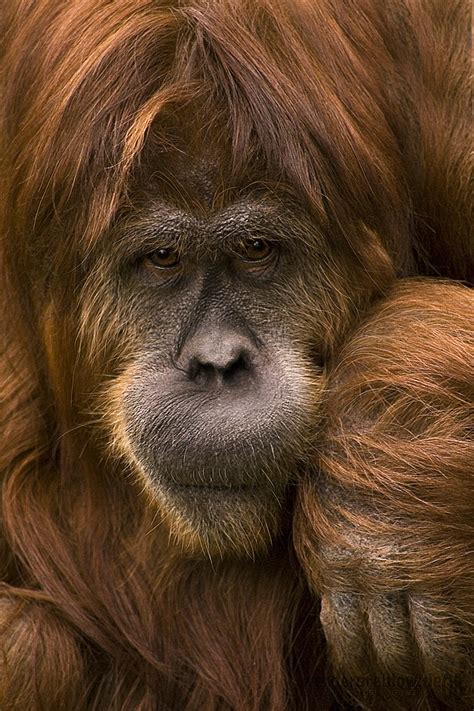 Als blickkontakt bezeichnet man den wechselseitigen blick zweier personen in die augen , wenn dieser von beiden wahrnehmbar ist. Blickkontakt Foto & Bild | tiere, zoo, wildpark ...