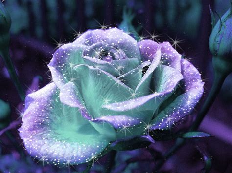 Over 47,978 purple rose pictures to choose from, with no signup needed. Beautiful Purple & Aqua Rose | Purple/Teal | Pinterest