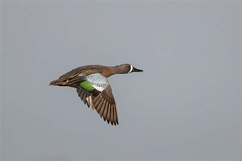 Blue Winged Teal In Flight 6 Photograph By Ronnie Maum