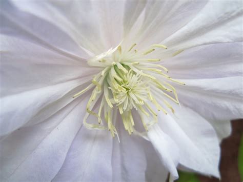 Free Images Blossom White Flower Petal High Produce Botany