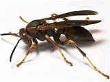 Images of Wasp Exterminator Houston