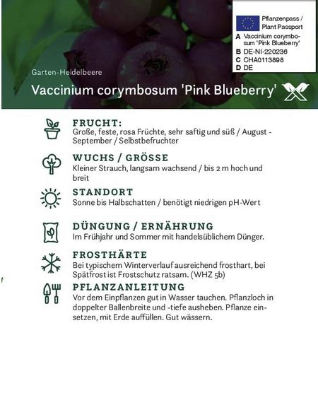 Heidelbeere Vaccinium Corymbosum Pink Lemonade Frucht Rot Zum