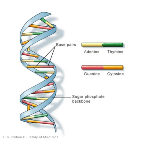 ما هو تعريف ال DNA دكتور أونلاين