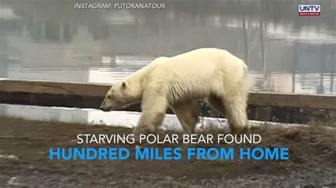 Starving Polar Bear Seen Wandering In Russian City Hundred Miles From
