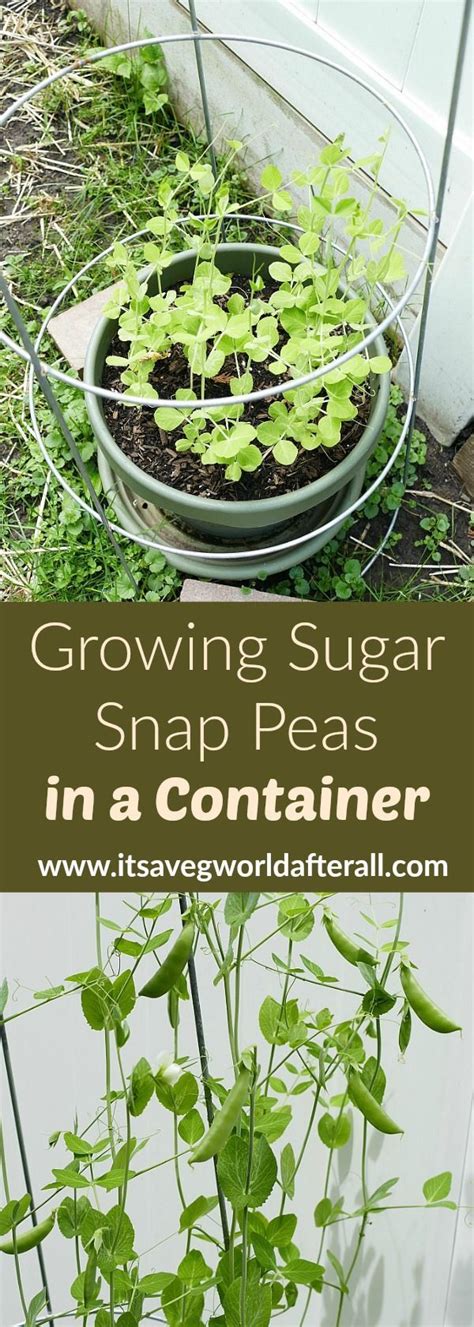 Growing Sugar Snap Peas In Containers Snap Peas Garden Growing Peas Sugar Snap Peas