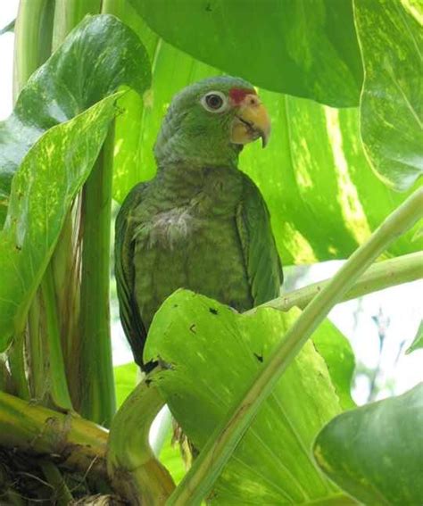 Green Parrot Costa Rica Nature Costa Rica Wildlife Parrot Flying