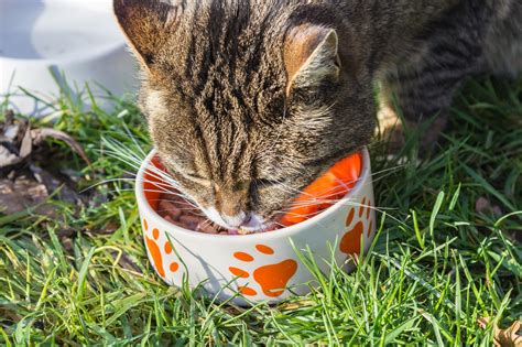 Kucing ini biasanya hidup di asia dan eropa dengan populasi yang sedikit dibandingkan dengan kucing lokal jalanan. 8 Daftar Harga Makanan Kucing Berdasarkan Ukuran Serta ...