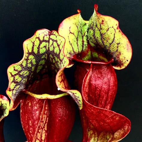 Shunquan lin* institute of subtropical fruits, fujian agricultrne university, fuzhou 350002 china. Sarracenia purpurea #carnivorous #plant #pitcher # ...