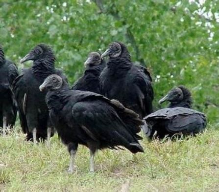 Maybe you would like to learn more about one of these? Vultures - Wildlife Illinois