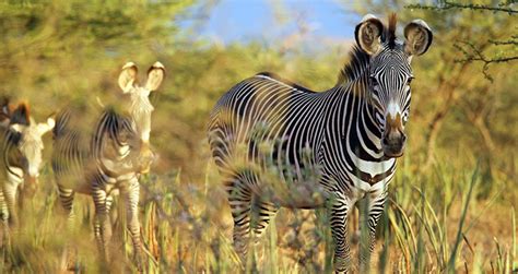 Grevys Zebra A Unique And Endangered Species Kenya Wild Parks