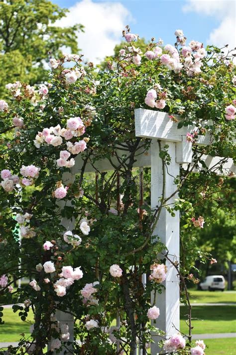 Beautiful Pink Roses On Wooden Trellis Stock Image Image Of Flower