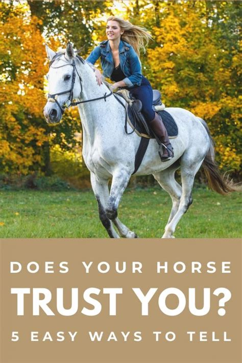 Horse Trust 5 Clear Signs Your Horse Trusts You