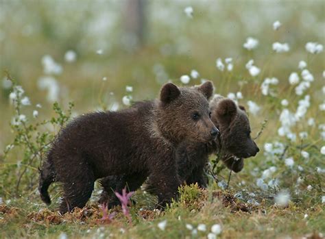 Brown Bear Cubs Photo By Marko König Brown Bear Bear Cubs Bear