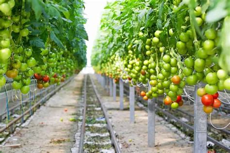 29 How To Grow Hydroponic Tomatoes Mazamderintat
