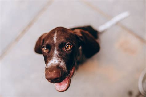 5000 Best Puppy Photos · 100 Free Download · Pexels Stock Photos