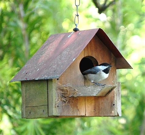 A Chickadee Takes Residence In One Of The Many Bird Houses Dave Has