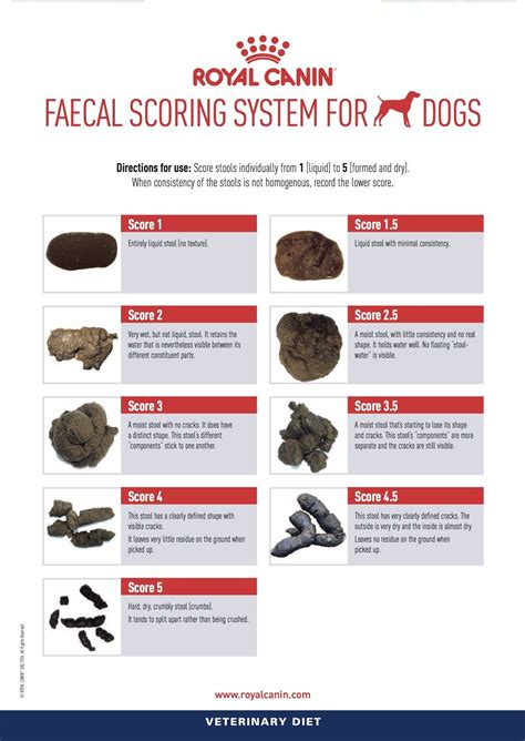 How To Understand Dog Poop With Stool Chart Infographic Artofit