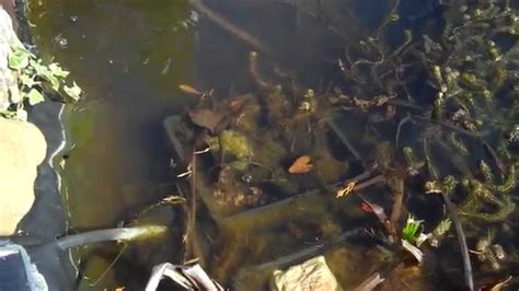 Goldfish eggs are a good source of nutrients and will be eaten by the inhabitants of the pond, including the parents. Pond update- Baby goldfish & Plant growth - YouTube