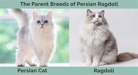 Persian Ragdoll Cat Mix Info Pictures Temperament And Traits Hepper