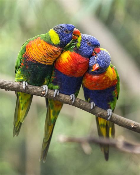 Heres Your Nashville Zoo Picture Of The Week Rainbow Lorikeets Preen