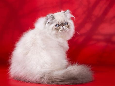 Further efforts helped establish the breed. The Himalayan Cat - Cat Breeds Encyclopedia