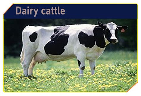 Dairy Cows Galnet Wiki Fandom