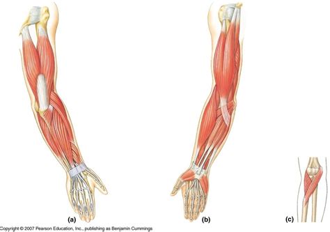 Muscle Labeling And Terminology For Arms A And P Diagram Quizlet