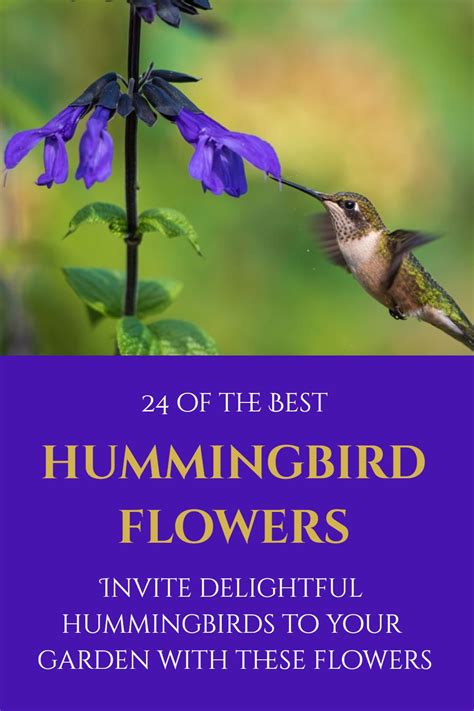 hummingbird garden flowers plants to attract hummingbirds flowers that attract butterflies