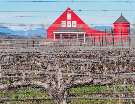 Red Barn In Napa Valley Photograph By Robin Zygelman