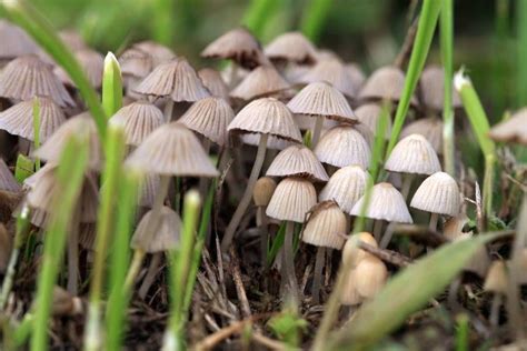 Magic Mushroom Atau Jamur Halusinasi Kenali 7 Fakta Sejarah Uniknya