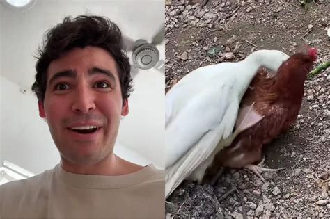 Tiktoker Comparte El Resultado De La Incubación De Un Huevo Cruza De Un Pato Y Una Gallina
