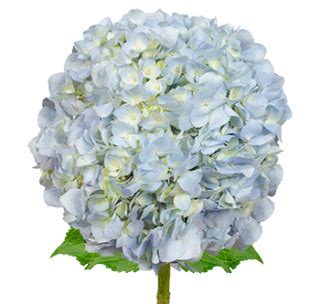Texas tree surgeons offers a list of top 10 decorative trees, including the crape myrtle, vitex, and texas mountain laurel, by master arborist amy heath. How To Grow Hydrangea in South Texas | Scent & Violet ...
