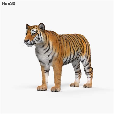 On the 3d module that appears, click on 'view in 3d' step 3: Tiger HD 3D model - Animals on Hum3D