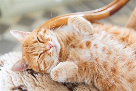 Learn About Your Cats Clues To Expressing Happiness