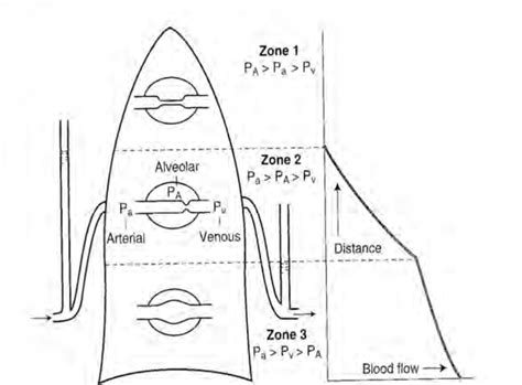 Respiratory Physiology Part 2 Wfsa Resources