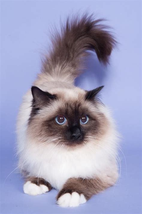Birman Cat With Images Pretty Cats Beautiful Cats Cute Cats