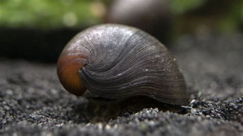 Ultimate Nerite Snails Care Guide Lifespan Algae Eating Eggs