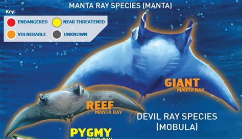 Infographic Manta And Devil Rays At Risk Maritimecyprus