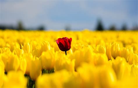 Tulips Flowers Field Yellow Red Single Nature Spring Wallpapers HD Desktop And Mobile