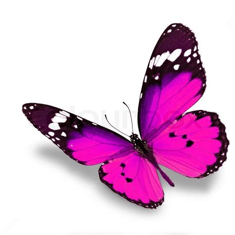 Beautiful Pink Butterfly Flying Stock Image Colourbox