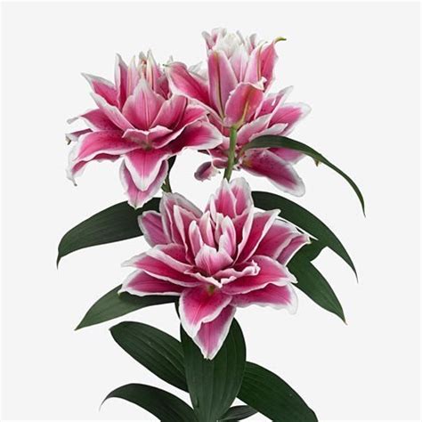 LILY ORIENTAL ROSELILY SAMANTHA 80cm 4 Wholesale Dutch Flowers