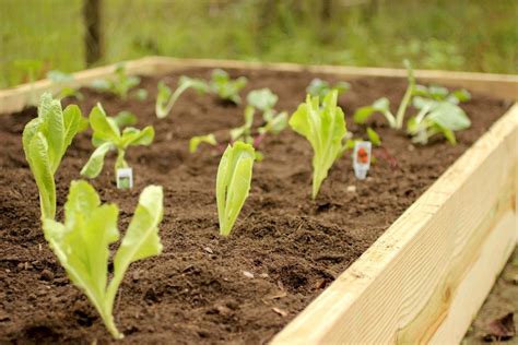 If you are anything like us, then cutting out chemicals and being able to provide nutritious healthy food for your family is a. Build Cheap Raised Garden Beds | Inexpensive Raised Beds | HGTV