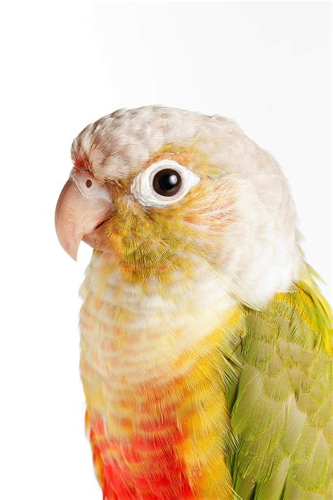 They are also often available for adoption from avian rescue and adoption organizations. Green-cheeked Conure Pineapple P Photograph by David Kenny