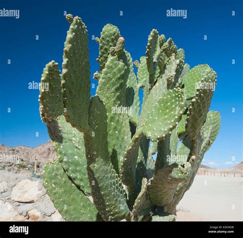 Cactus Desert Egypt High Resolution Stock Photography And Images Alamy