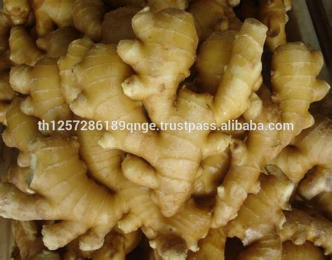fresh ginger 100g 150g 200g 250g thailand price supplier 21food