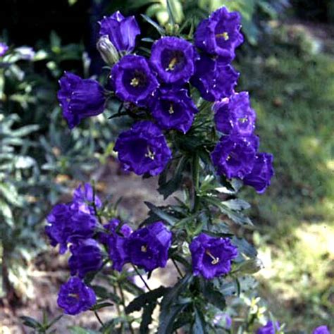 Same day fresh flower delivery in canterbury. Explore Cornell - Home Gardening - Flower Growing Guides ...