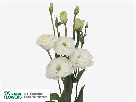 Photo Eustoma Russellianum Gevuldbloemig Croma Silky White Global